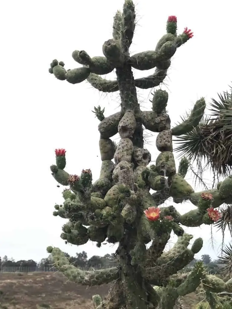 Cactus in Balboa Park cactus garden
