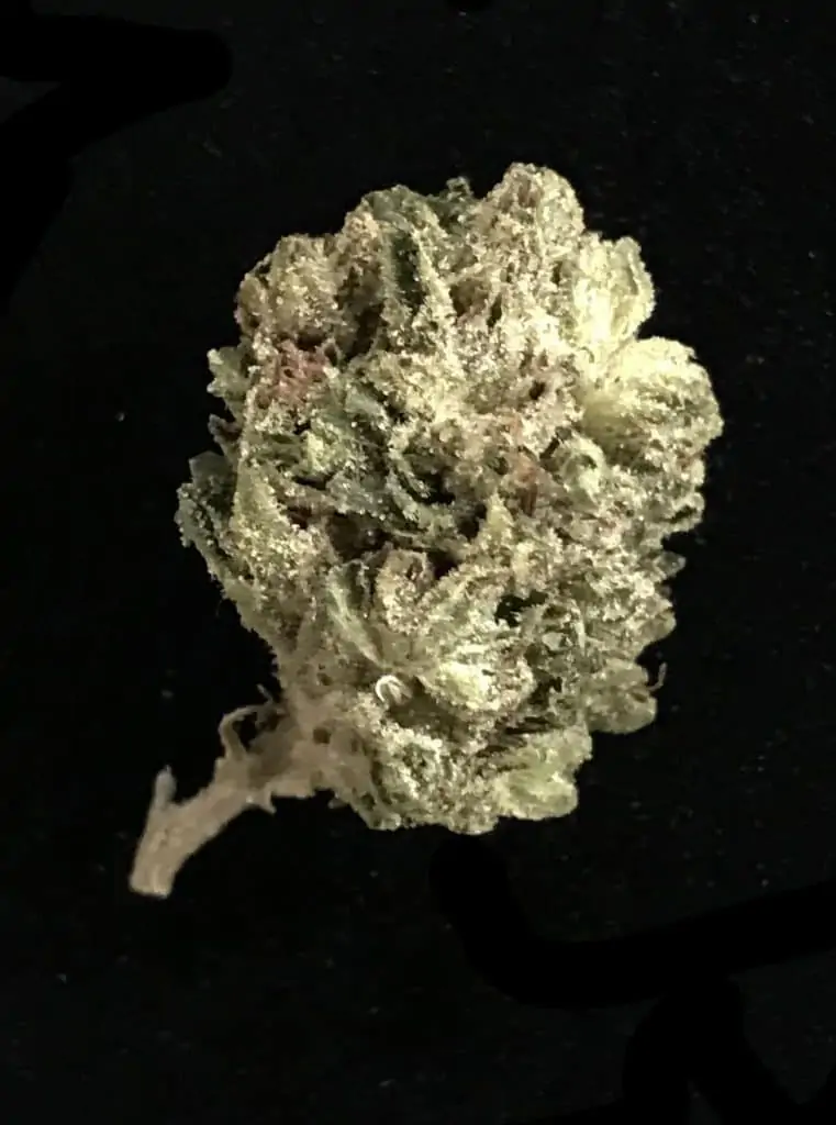 Marijuana bud with resin drops