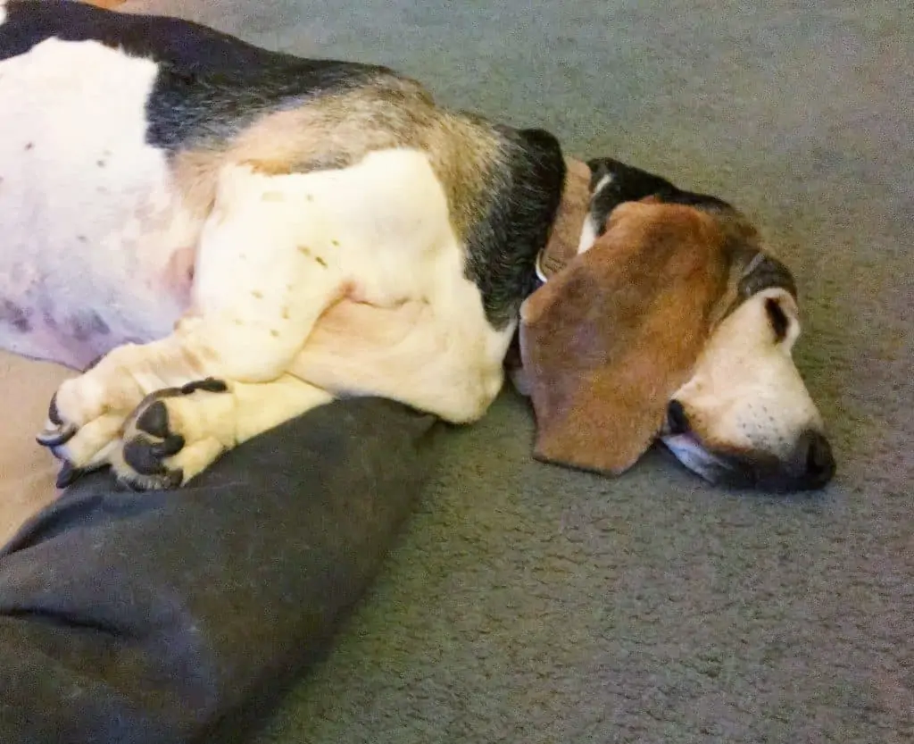 Wally the basset hound sleeping with her head hanging off her bed