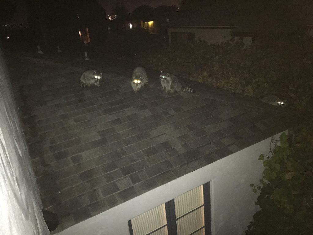 raccoons on the roof