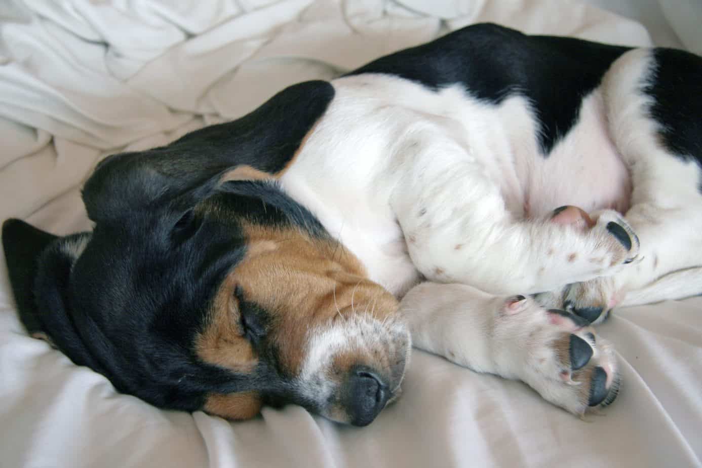 Do Dogs in the Bedroom Help You Sleep Better?