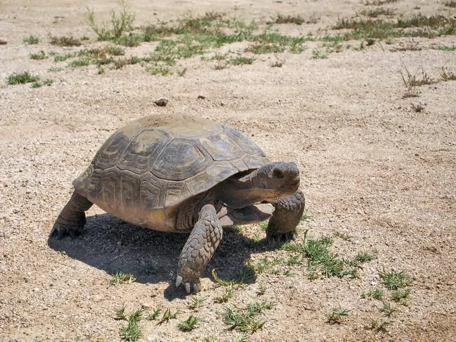 Desert tortoise  image credit NPS Robb Hannawacker