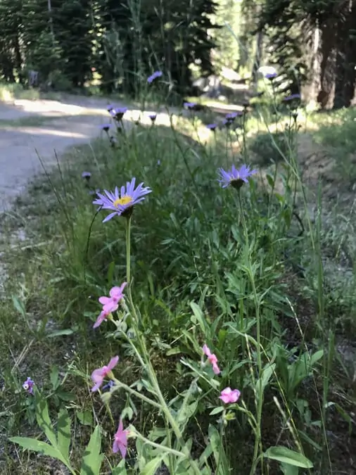 Mountain flowers found along hiking trail - camping near Sequoia National Park