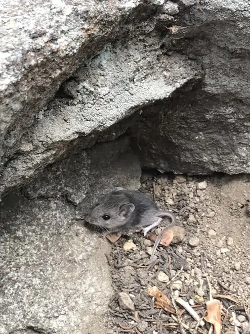 Mouse Sequoia National Forest 