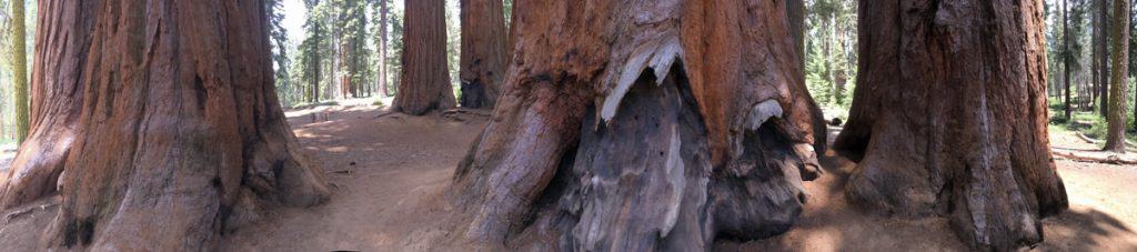 low trunk view of Parker group of giant sequoias