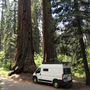 Promaster campervan in front of sequoia trees