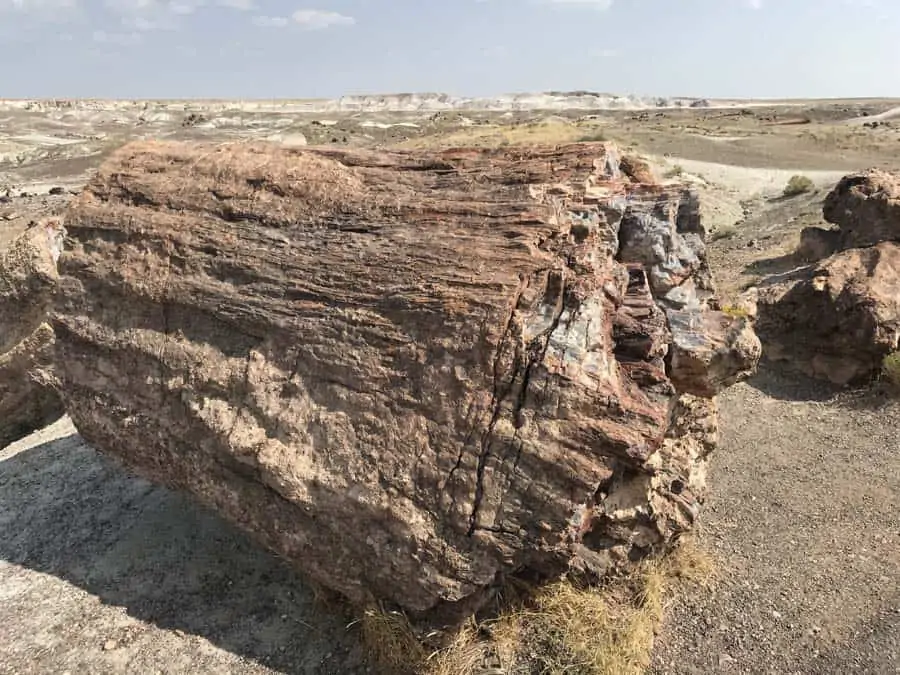 Stump in Crystal Forest Petrified Forest NP