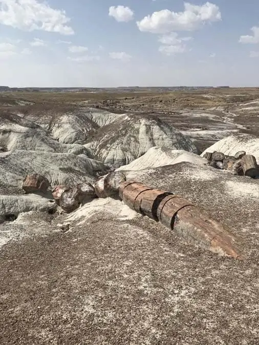 Crystal Forest Petrified Forest NP