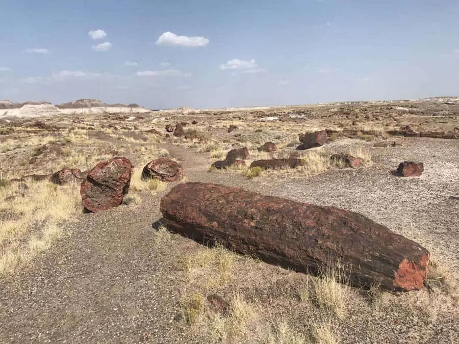 Long Logs trail Petrified Forest National Park