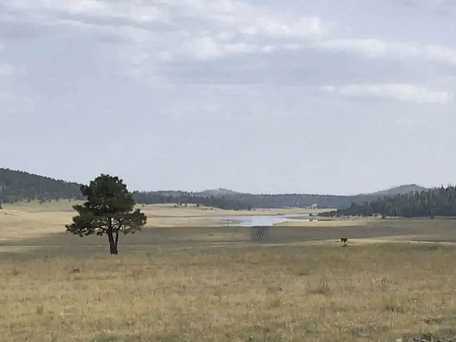 Grasslands, meadows, pine forest and small lakes found at  high elevation in this free camping area of National Forest in  Central Arizona.