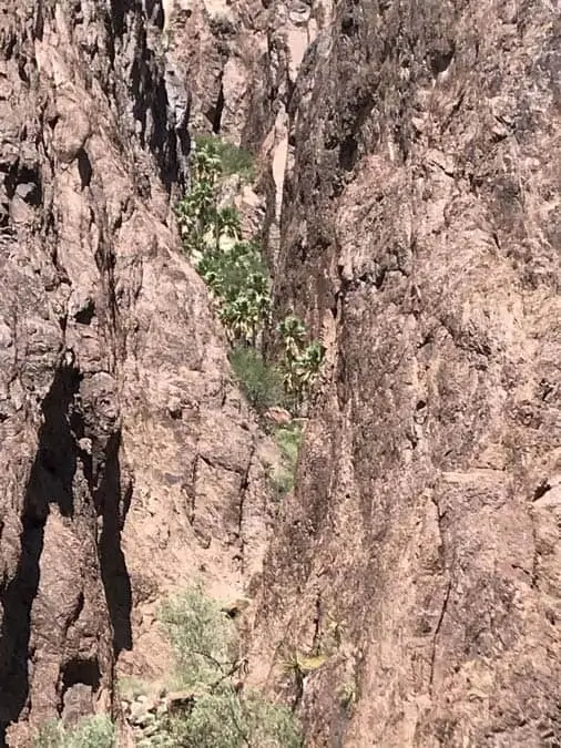 Palm Canyon Kofa NWR, close up of Fan Palms.