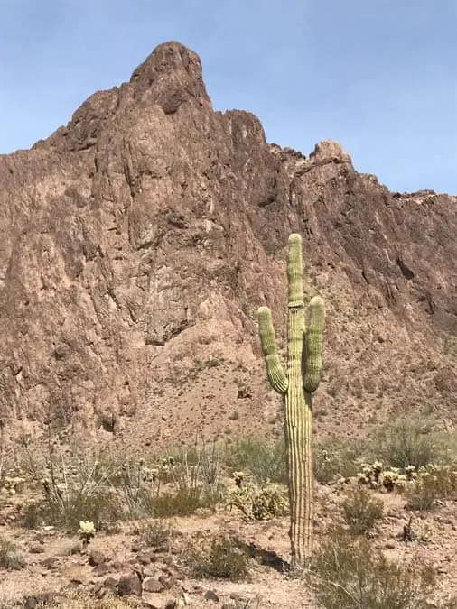 Kofa NWR Plan Canyon and saguaro cactus