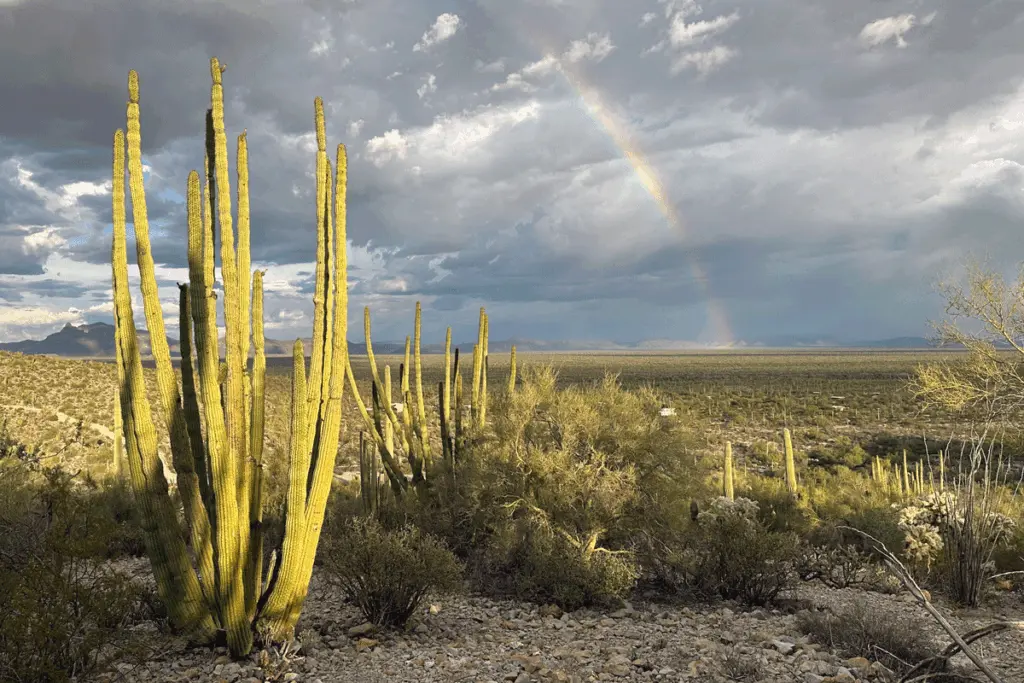 Rainbow over Organ Pipe National Monument with a small white campervan under the rainbow.