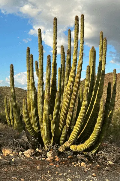 Make It Your Best Trip: Bring Along One Of These Exceptional Arizona Books